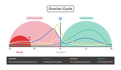 Follicular Phase: What It Means If It’s Short or Long。